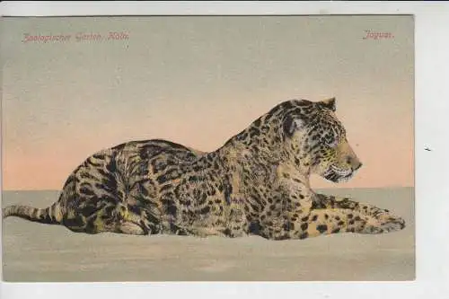 5000 KÖLN, KÖLNER ZOO - JAGUAR - color, 20er Jahre
