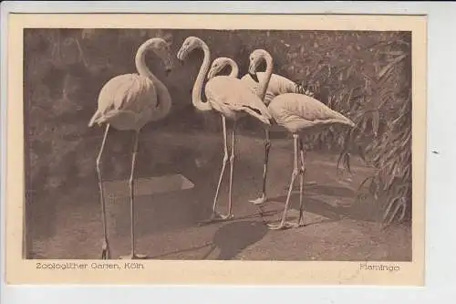 5000 KÖLN, KÖLNER ZOO - Flamingos 1921