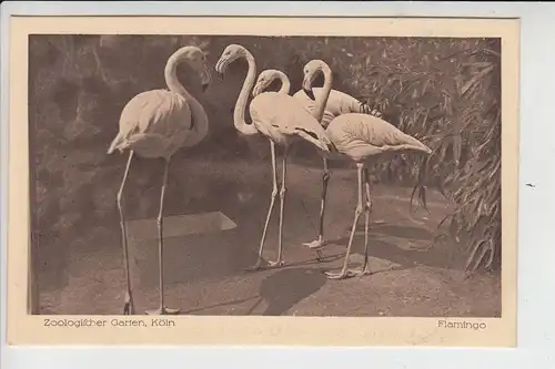 5000 KÖLN, ZOO - Flamingos 1921