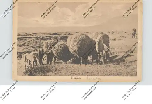 ISLAND / ICELAND - Heylest, Heutransport per Pferd