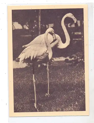 P 1000 LISBOA, Zoo, Jardin Zoologico, Dois Flamengos