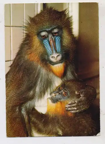 1000 BERLIN - TIERGARTEN, ZOO, Mandrill, kl. Eckfehler