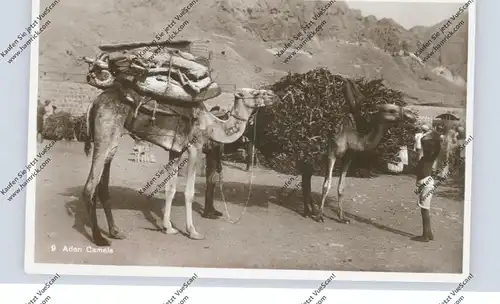 YEMEN - ADEN, Camels