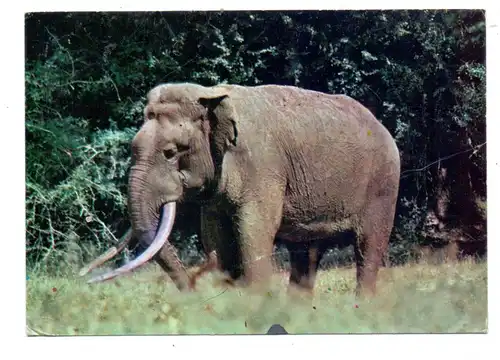 SRI LANKA / CEYLON, Elephant