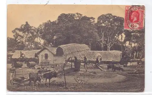 SRI LANKA / Extracting Oil from Coconuts, 1921