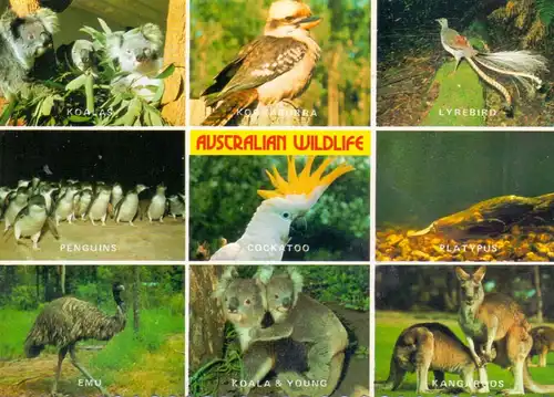AUSTRALIA - Australian Wildlife