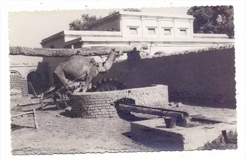 PAKISTAN - MULTAN / Punjab, Camel at Work, 50er Jahre