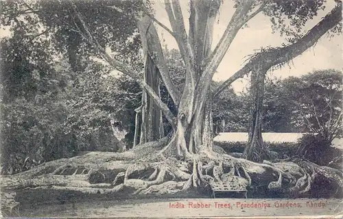 SRI LANKA / CEYLON - KANDY, India Rubber Trees, 1907