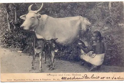 INDIA / INDIEN - MADRAS, Milkman and Cow, 1908