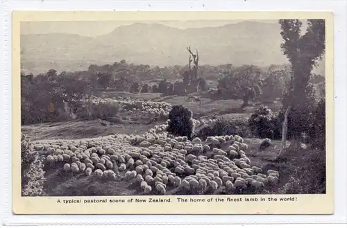 NEW ZEELAND - Sheep Farming / Schafzucht