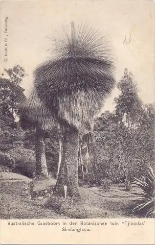 INDONESIA / INDONESIEN - SINDANGLAYA, Australische Grasboom, Botanische tuin