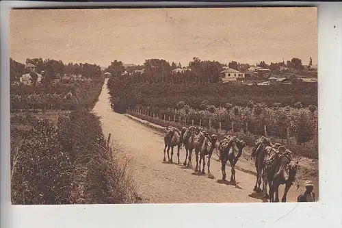 PALESTINA, Orange gardens, Camels, 1921, No. 54