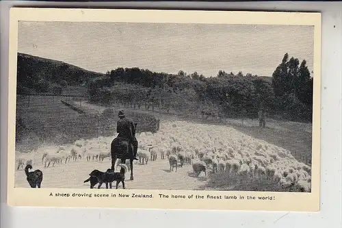 NZ - NEW ZEALAND / Neu Seeland - Droving sheep