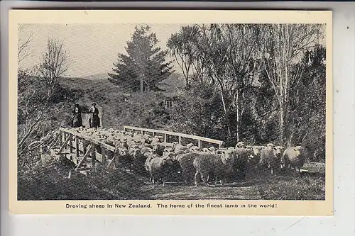 NZ - NEW ZEALAND / Neu Seeland - Droving sheep