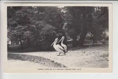 AUSTRALIEN / NEW SOUTH WALES / SYDNEY - Taronga Park / Zoo, Pelicans