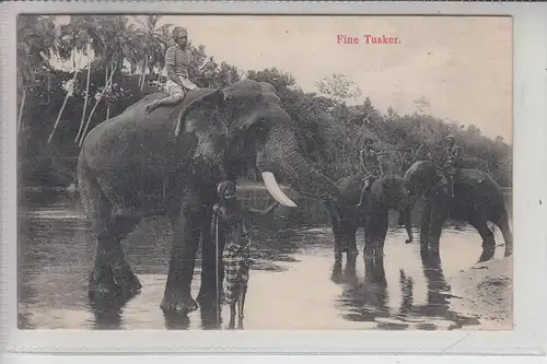 SRI LANKA - CEYLON, Elefant, Fine Tusker