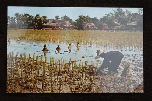 THAILAND - SIAM, Bangkok, Transplanting Rice - Reis - Landwirtschaft