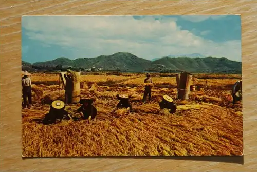 CHINA - HONGKONG, Harvest Season in the Feddy Fields, New Territories, Hong Kong
