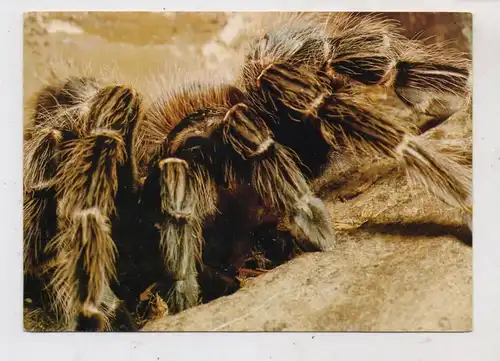 1000 BERLIN - TIERGARTEN, ZOO, Vogelspinne