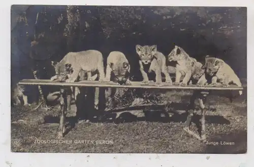 1000 BERLIN - TIERGARTEN, ZOO, Junge Löwen, 1919