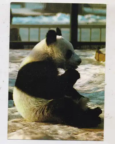 1000 BERLIN - TIERGARTEN, ZOO, Panda