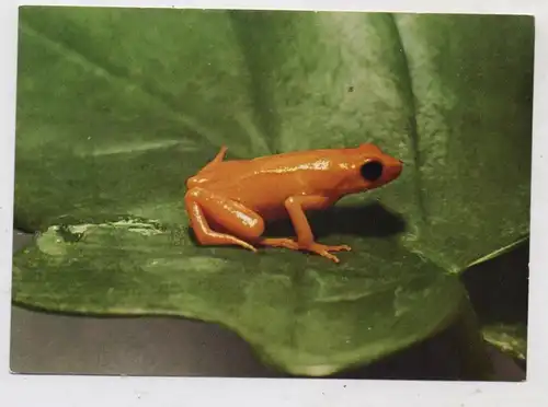 1000 BERLIN - TIERGARTEN, Zoo, Orange - Fröschchen