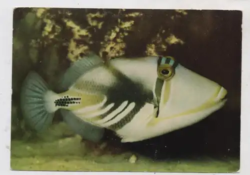 1000 BERLIN - TIERGARTEN, Zoo, Picassofisch