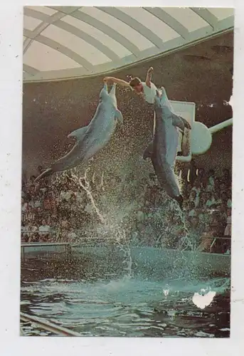 DELFINE / Dolphins, Chicago Zoological Garden, Seven Seas Panorama