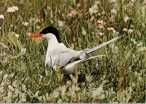 VÖGEL - KÜSTENSEESCHWALBE