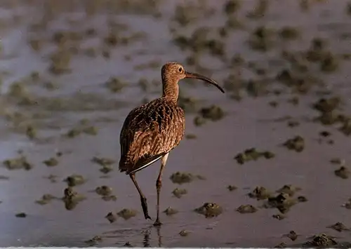 VÖGEL - GROSSER BRACHVOGEL