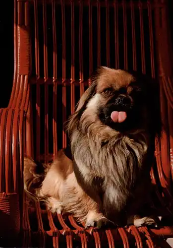 HUNDE - PEKINESE