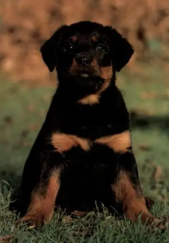 HUNDE - ROTTWEILER
