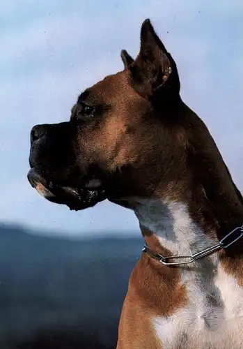 HUNDE - BOXER
