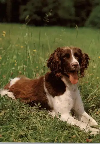 HUNDE - MÜNSTERLÄNDER