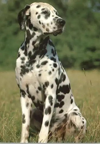 HUNDE - DALMATINER