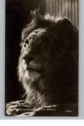 1000 BERLIN - TIERGARTEN, Zoo, Löwe