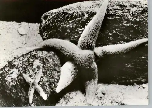 WASSERTIERE - SEESTERN / Asterias Rubens, Meeresmuseum Stralsund