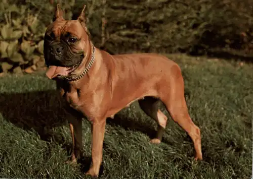 TIERE - HUNDE - BOXER