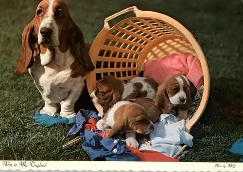 TIERE - HUNDE - BASSET with family