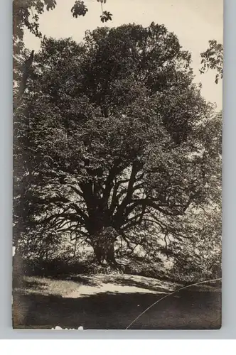 3280 BAD PYRMONT, Die 1000 jährige Linde im Schloßpark Pyrmont, 1915, Photo-AK