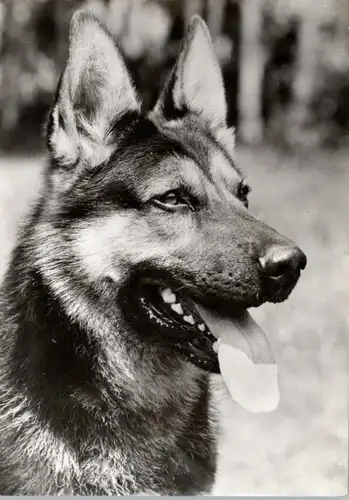 TIERE - HUNDE - Deutscher Schäferhund