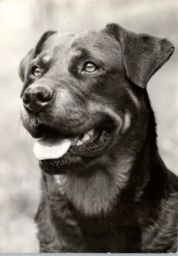 TIERE - HUNDE - Rottweiler