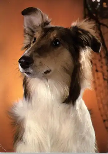 TIERE - HUNDE - Collie