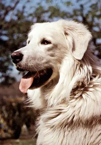 TIERE - HUNDE - Kuvasz