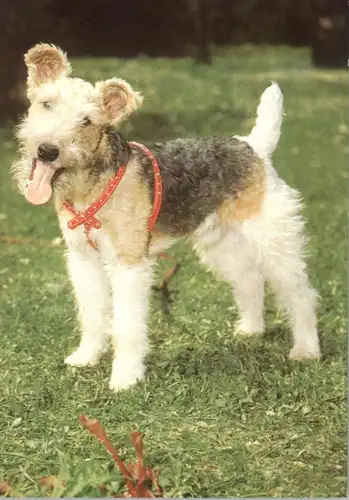 TIERE - HUNDE - Foxterrier