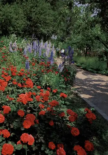 4000 DÜSSELDORF, Ereignis, BUGA 1987, Rosen- und Staudengarten