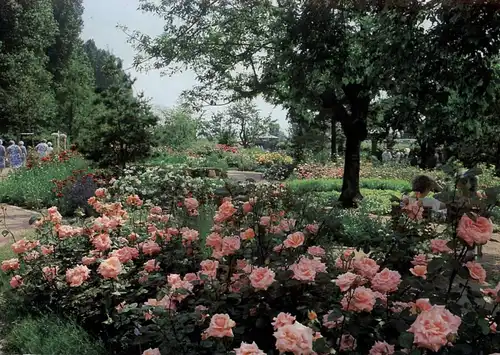 4000 DÜSSELDORF, Ereignis, BUGA 1987, Rosen- und Staudengarten