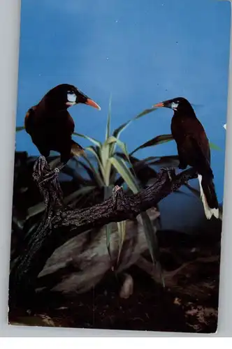 TIERE - ZOO, St. Louis Zoo, Montezuma Oropendola