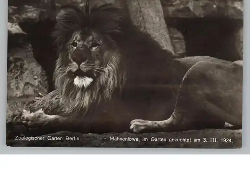 1000 BERLIN - TIERGARTEN, Zoo, Mähnenlöwe