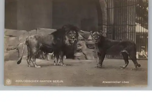1000 BERLIN - TIERGARTEN, Zoo, Abessinischer Löwe